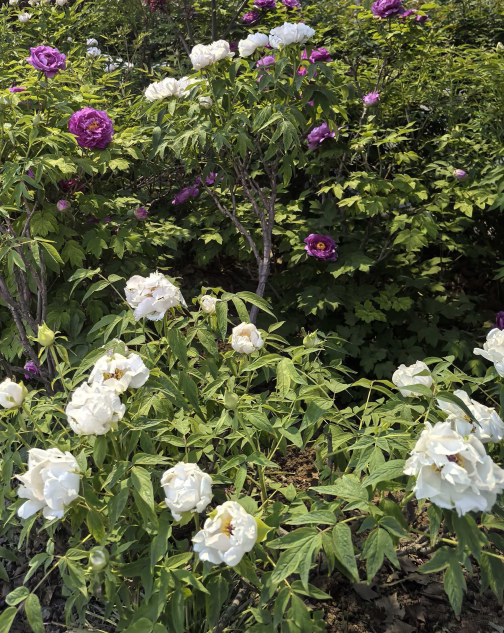 正举新材｜牡丹为媒，诚邀合作伙伴共赴春日之约